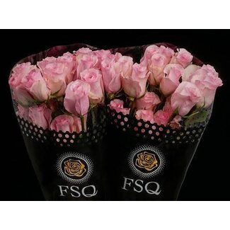 Freshy Rose à grandes fleurs “Christa” | Couleur: Rose | Longueur ± 70 centimeter | Origine Équateur | Par 20 roses fraîches