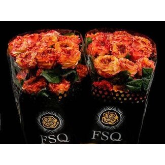 Freshy Large-flowered Rose “El Fuego” | Colour: Red Orange | Length ± 50 centimetre | Origin Ecuador | Per 20 fresh roses