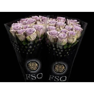 Freshy Grootbloemige Roos “Shocking Blue” | Kleur: Paars Roze | Lengte ± 50 centimeter | Herkomst Ecuador | Per 20 verse rozen