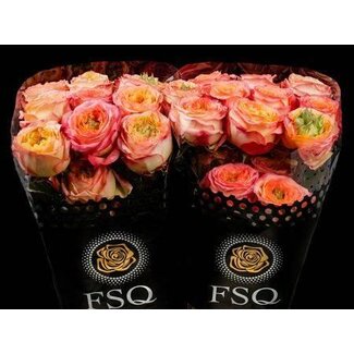 Freshy Rose à grandes fleurs “Houdini” | Couleur: Rose | Longueur ± 50 centimeter | Origine Ecuador | Par 20 roses fraîches
