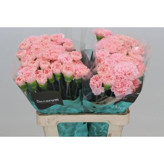 Freshy Holländische Nelke “Jodie” | Farbe: Rosa | Länge ± 60 centimeter | Pro 20 frische Blumen