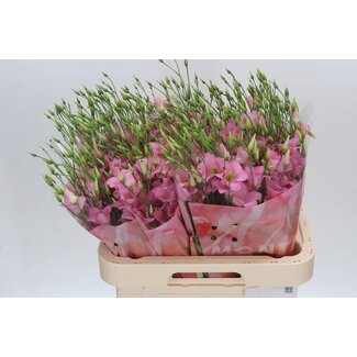 Freshy Eustoma Lisianthus Single-flowered “Botanic Pink” | Colour: Pink | Length ± 70 centimetre | Per 10 stems fresh flowers