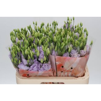 Freshy Eustoma Lisianthus Double “Stracciatella Lavender” | Couleur: Violet | Longueur ± 70 centimeter | Par 10 tiges de fleurs fraîches