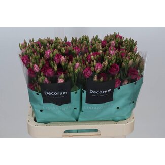 Freshy Eustoma Lisianthus Gefüllt “Rosita Cherry” | Farbe: Rot | Länge ± 70 centimeter | Pro 10 Stielen frische Blumen