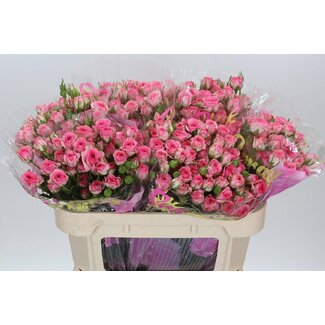 Freshy Spray rose “Tralala” | Colour: Pink | Length ± 70 centimeter | Per 10 roses
