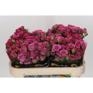 Freshy Trosroos “Fiction” | Kleur: Paars | Lengte ± 70 centimeter | Per 10 rozen