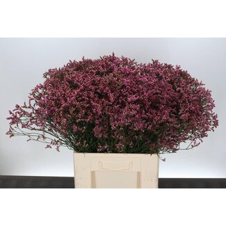 Freshy Limonium Statice Sinuata “Senecio Pink Beauty” | Colour: Pink | Length ± 70 centimetre | Per 25 stems fresh flowers