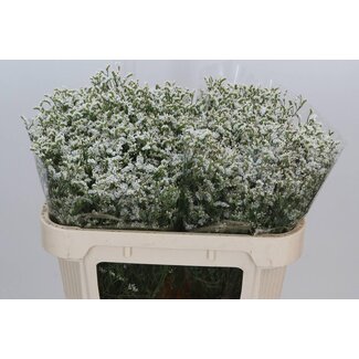 Freshy Limonium Statice Sinuata “Senecio Tip Top” | Colour: White | Length ± 70 centimeter | Per 25 stems fresh flowers