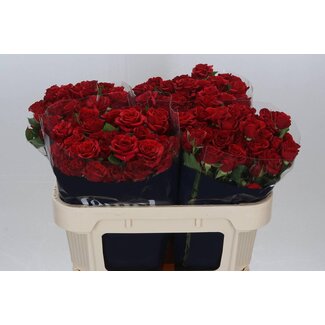 Freshy Spray rose “Mirabel” | Colour: Red | Length ± 70 centimetre | Per 10 roses