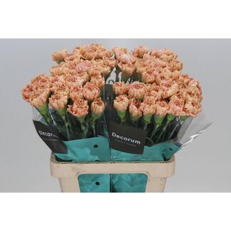Freshy Holländische Nelke “Saona” | Farbe: Rosa | Länge ± 60 centimeter | Pro 20 frische Blumen
