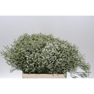 Freshy Limonium Statice Sinuata “Senecio Tip Top” | Farbe: Weiß | Länge ± 60 centimeter | Pro 25 Stielen frische Blumen