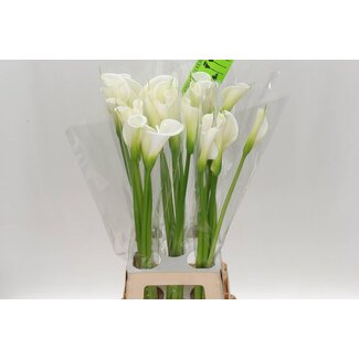 Freshy Zantedeschia Aethiopica Calla “Avalanche” | Couleur: Blanc | Longueur ± 80 centimeter | Par 5 fleurs fraîches