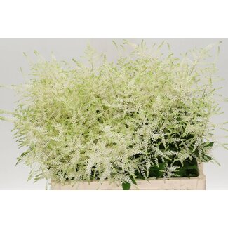 Freshy Astilbe Japonica “Washington” | Colour: White | Length ± 60 centimetre | Per 10 stems fresh flowers