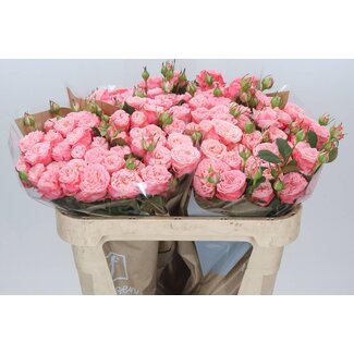 Freshy Spray rose “First Date” | Colour: Pink | Length ± 70 centimeter | Per 15 roses