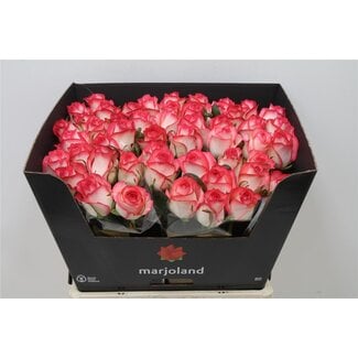Freshy Roses “Jumilia” | Colour: White Pink | Length ± 60 centimetre | Per 20 roses