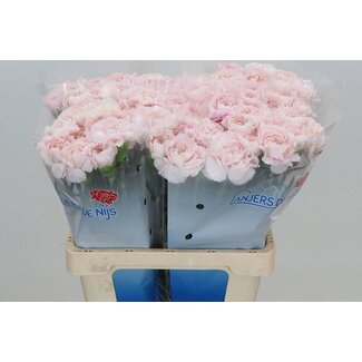 Freshy Dutch Carnation “Bridal Damascus” | Colour: Pink | Length ± 60 centimetre | Per 20 fresh flowers