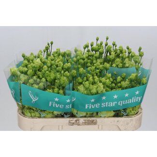 Freshy Eustoma Lisianthus Filled “Rosanne Emerald” | Colour: Green | Length ± 70 centimetre | Per 10 stems fresh flowers