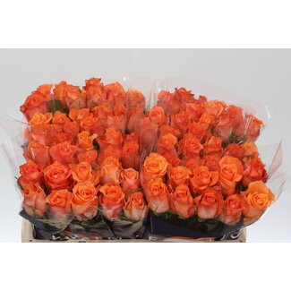 Freshy Roses “Rosa Twilight” | Colour: Orange | Length ± 50 centimetre | Per 20 roses