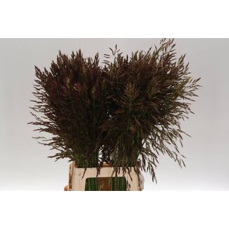 Freshy Panicum Graminée ornementale “Umbrella” | Couleur: Vert | Longueur ± 80 centimeter | Par 50 tiges de graminée ornementale