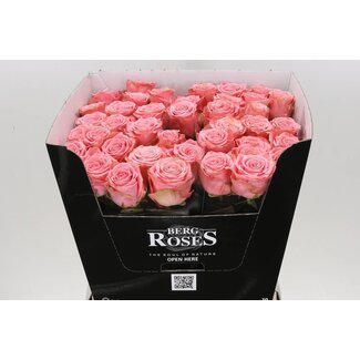 Freshy Roses “Rosa Sophia Loren” | Couleur: Rose | Longueur ± 70 centimeter | Par 10 roses