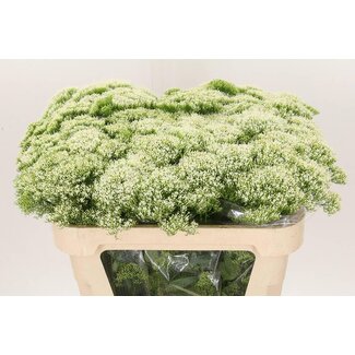 Freshy Trachelium Throatwort “White Lake Michigan” | Kleur: Wit | Lengte ± 70 centimeter | Per 20 verse bloemen
