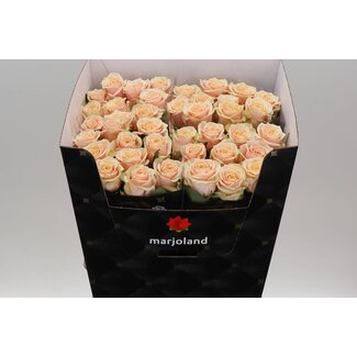 Freshy Roses “Rosa Bellini” size XL | Colour: Orange Pink | Length ± 80 centimeter | Per 10 roses