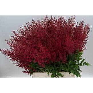 Freshy Astilbe Arendsii “Paul Gaarder” | Colour: Red | Length ± 70 centimetre | Per 10 stems fresh flowers