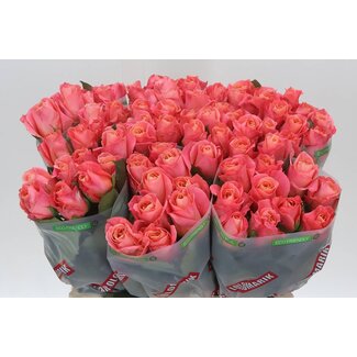 Freshy Roses “Rosa Miss Piggy” | Colour: Pink | Length ± 60 centimetre | Per 20 roses