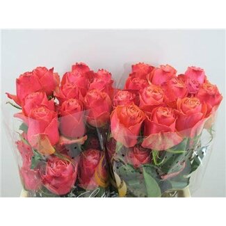 Freshy Roses “Cherry Carpe Diem” maat LL | Colour: Pink | Length ± 50 centimeter | Per 25 roses