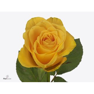 Freshy Rozen “Goldfinch” maat LL | Kleur: Geel | Lengte ± 40 centimeter | Per 25 rozen