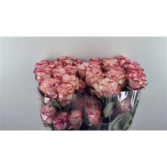 Freshy Rozen “Country Candy” maat LL | Kleur: Roze | Lengte ± 60 centimeter | Per 25 rozen