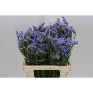 Freshy Dutch Limonium Statice Sinuata “Donau Birds” | Colour: Purple | Length ± 60 centimeter | Per 25 stems fresh flowers