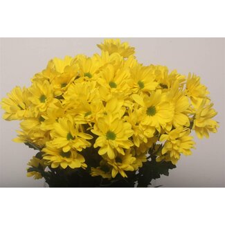 Freshy Chrysanthème en grappe Chrysanthème “Celebrate” | Couleur: Jaune | Longueur ± 70 centimeter | Par 10 tiges de fleurs fraîches