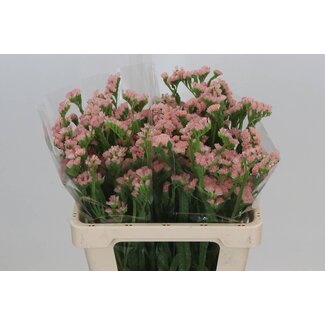 Freshy Dutch Limonium Statice Sinuata “Peach Wings” | Colour: Orange | Length ± 60 centimeter | Per 25 stems fresh flowers