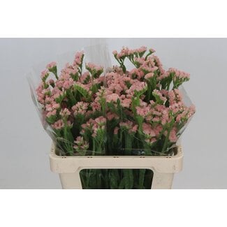Freshy Limonium S Hollands Peach Wings