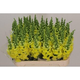 Freshy Antirrhinum Legend Geel