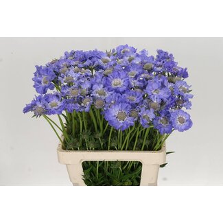 Freshy Scabiosa C Staefa