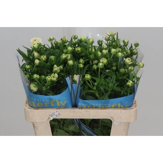 Freshy Ranunculus renoncule Papillon “Ariadne” | Couleur: Blanc | Longueur ± 50 centimeter | Par 10 tiges fleurs fraîches