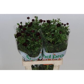 Freshy Ranunculus Ranonkel Butterfly “Magical Chocolate” | Kleur: Gemengde Kleuren | Lengte ± 60 centimeter | Per 10 stelen verse bloemen