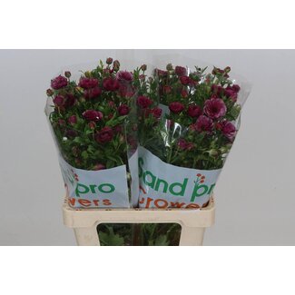 Freshy Ranunculus Buttercup Butterfly “Magical Raspberry” | Colour: Mixed Colours | Length ± 60 centimetre | Per 10 stems fresh flowers