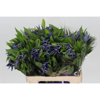 Freshy Clematis Bosrank “Amazing Oslo” | Kleur: Blauw | Lengte ± 60 centimeter | Per 10 verse bloemen