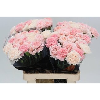 Freshy Lange Anjer “Mix Marriage” | Kleur: Gemengde Kleuren | Lengte ± 65 centimeter | Per 20 verse bloemen