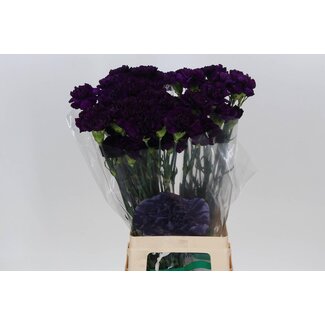 Freshy Lange Nelke Fl “Moonvista” | Farbe: Lila | Länge ± 70 centimeter | Pro 20 frische Blumen