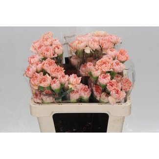 Freshy Short Carnation “Peachy Mambo” | Colour: Pink | Length ± 55 centimetre | Per 20 fresh flowers