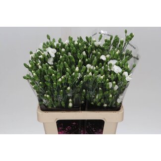 Freshy Enkelbloemige Trosanjer “Solomio Ard” | Kleur: Wit | Lengte ± 60 centimeter | Per 20 verse bloemen