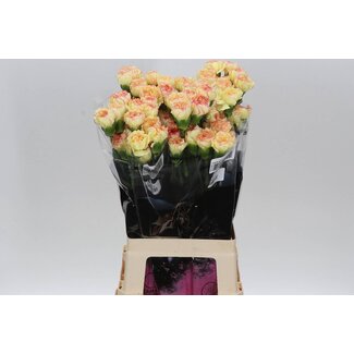 Freshy Long Carnation “Fiesta Komachi” | Colour: Mixed Colours | Length ± 70 centimetre | Per 20 fresh flowers