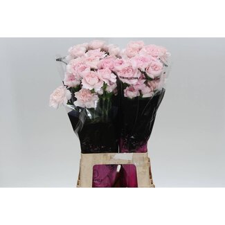 Freshy Œillet long “Bridal Damascus” | Couleur: Rose | Longueur ± 70 centimeter | Par 20 fleurs fraîches