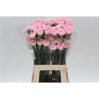 Freshy Lange Anjer “Damina” | Kleur: Roze | Lengte ± 70 centimeter | Per 20 verse bloemen