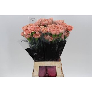 Freshy Long Carnation “Caramel” | Colour: Orange Pink | Length ± 70 centimeter | Per 20 fresh flowers