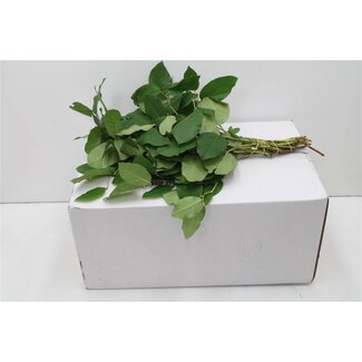 Freshy Salal Gaultheria Groen Tips | Kleur: Groen | Lengte ± 40 centimeter | Per 5 bossen